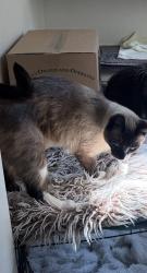 Lost Unknown Cat last seen Ne Skidmore and Ne Cleveland, Portland, OR 97211