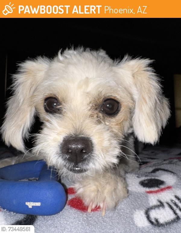 Found/Stray Female Dog last seen 83rd Lane & Avalon by mailboxes, Phoenix, AZ 85037