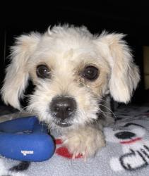 Found/Stray Female Dog last seen 83rd Lane & Avalon by mailboxes, Phoenix, AZ 85037