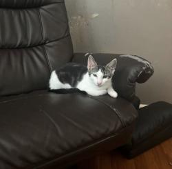 Lost Male Cat last seen Main Street, Spartanburg, SC 29301