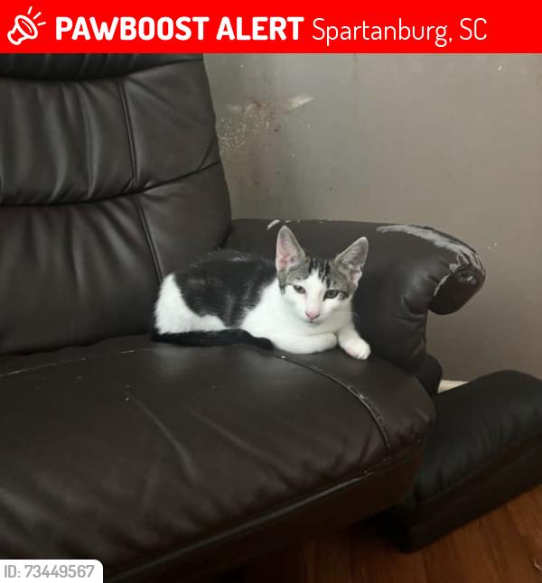 Lost Male Cat last seen Main Street, Spartanburg, SC 29301