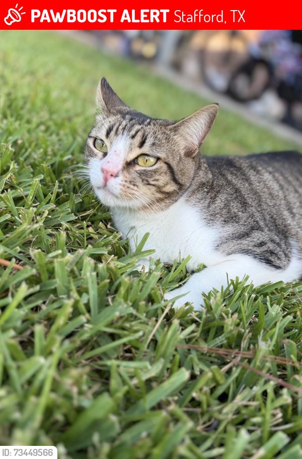 Lost Female Cat last seen Meadowdale and A, Stafford, TX 77477