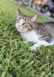 Lost Female Cat last seen Meadowdale and A, Stafford, TX 77477