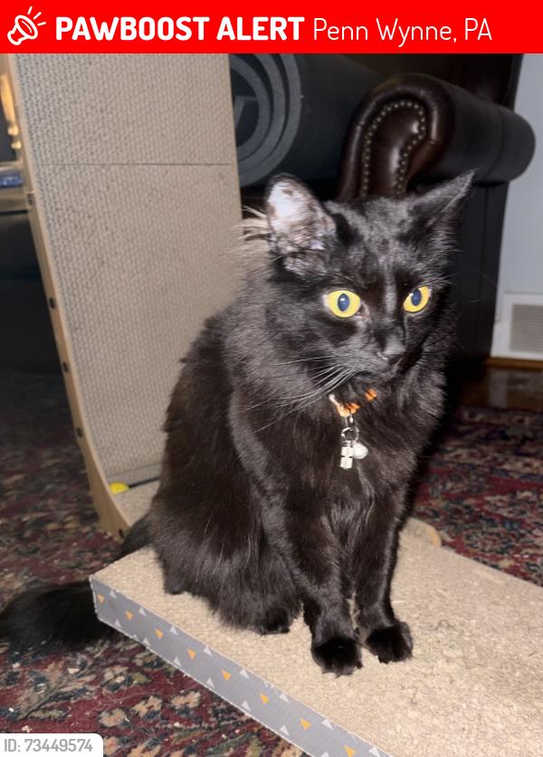 Lost Female Cat last seen Overbrook parkway and rock glen road, Penn Wynne, PA 19096
