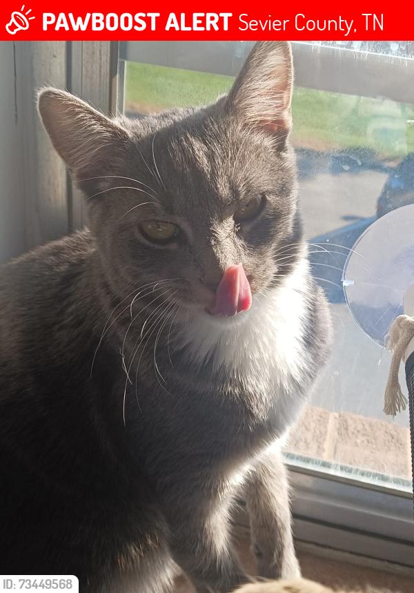Lost Female Cat last seen Top of the loop, Sevier County, TN 37876