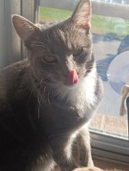 Lost Female Cat last seen Top of the loop, Sevier County, TN 37876