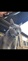 Lost Male Cat last seen Pindo Palm Street West, Largo, FL 33770