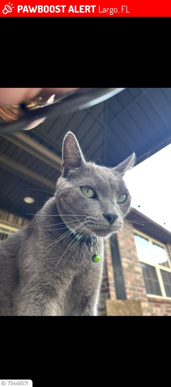 Lost Male Cat last seen Pindo Palm Street West, Largo, FL 33770