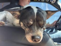 Found/Stray Male Dog last seen N River Rd and Hwy 76, Oceanside, CA 92057