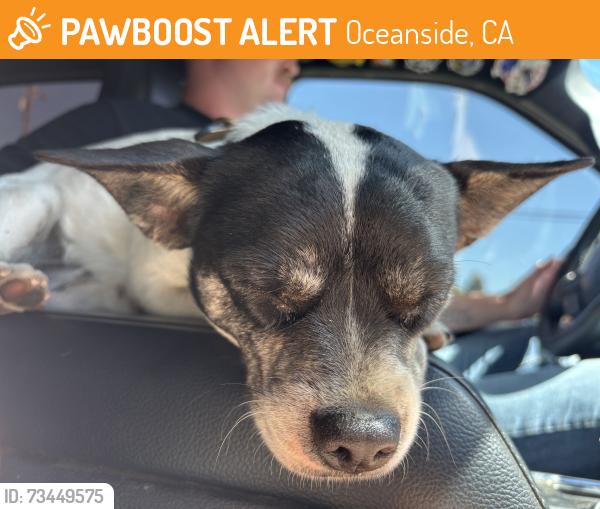 Found/Stray Male Dog last seen N River Rd and Hwy 76, Oceanside, CA 92057
