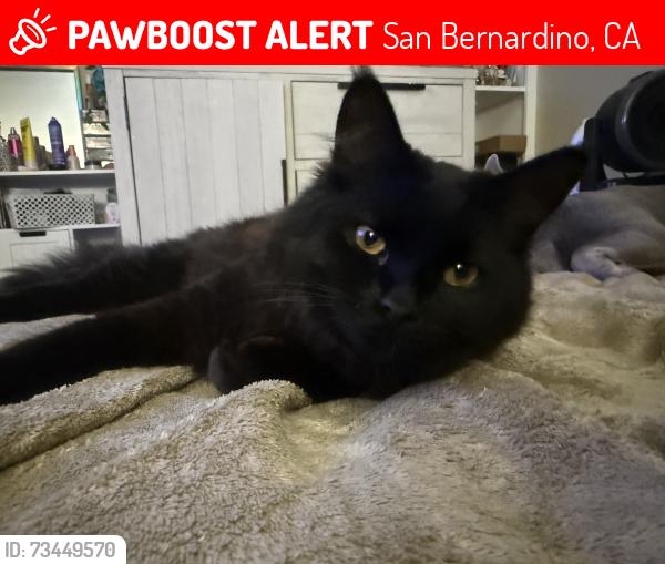 Lost Male Cat last seen Miramonte dr, San Bernardino, CA 92405