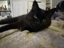 Lost Male Cat last seen Miramonte dr, San Bernardino, CA 92405