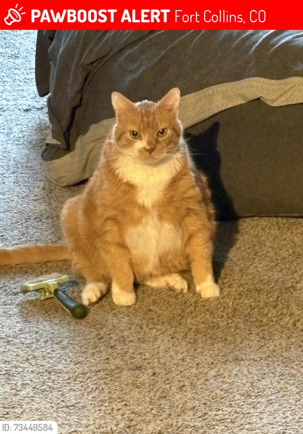 Lost Male Cat last seen S College and Lorien, Fort Collins, CO 80525