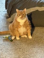 Lost Male Cat last seen S College and Lorien, Fort Collins, CO 80525