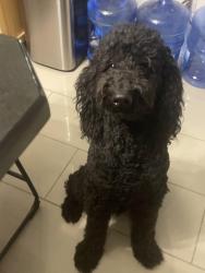 Reunited Male Dog last seen Near Lula Carter Rd, Newport News, VA 23603, USA, Newport News, VA 23603