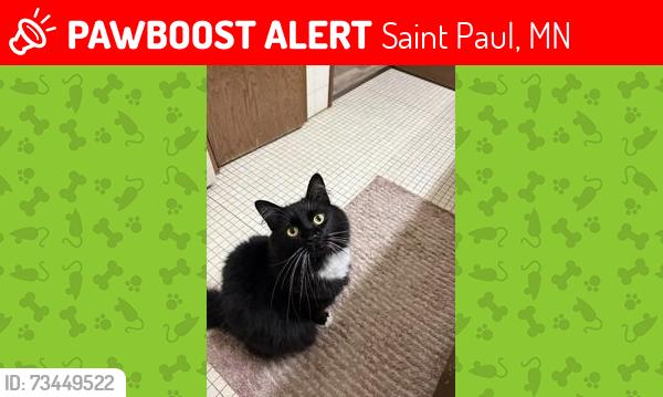 Lost Female Cat last seen Near Payne Ave Saint Paul MN, Saint Paul, MN 55130