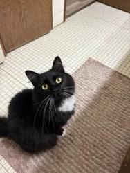 Lost Female Cat last seen Near Payne Ave Saint Paul MN, Saint Paul, MN 55130