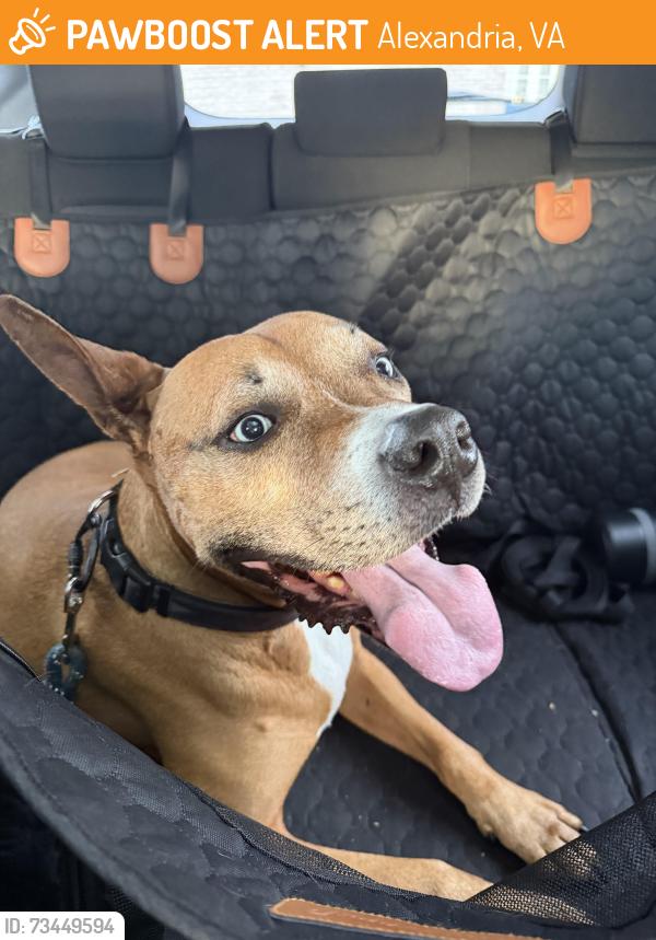 Found/Stray Male Dog last seen Franconia Baptist Church, Alexandria, VA 22310