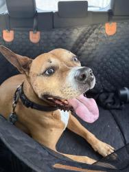 Found/Stray Male Dog last seen Franconia Baptist Church, Alexandria, VA 22310