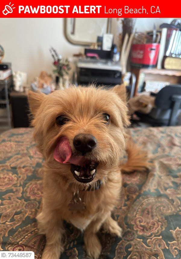 Lost Male Dog last seen Hill and Easy Ave, Long Beach, CA 90810