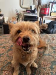 Lost Male Dog last seen Hill and Easy Ave, Long Beach, CA 90810