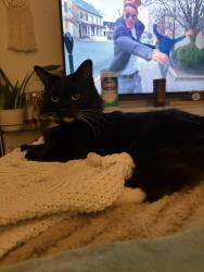 Lost Male Cat last seen 114th, Thornton, CO 80233