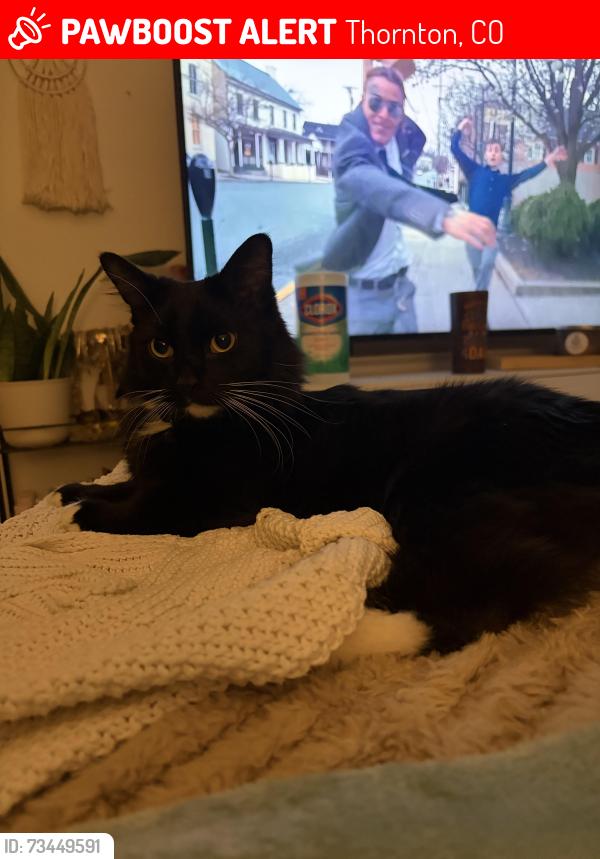 Lost Male Cat last seen 114th, Thornton, CO 80233