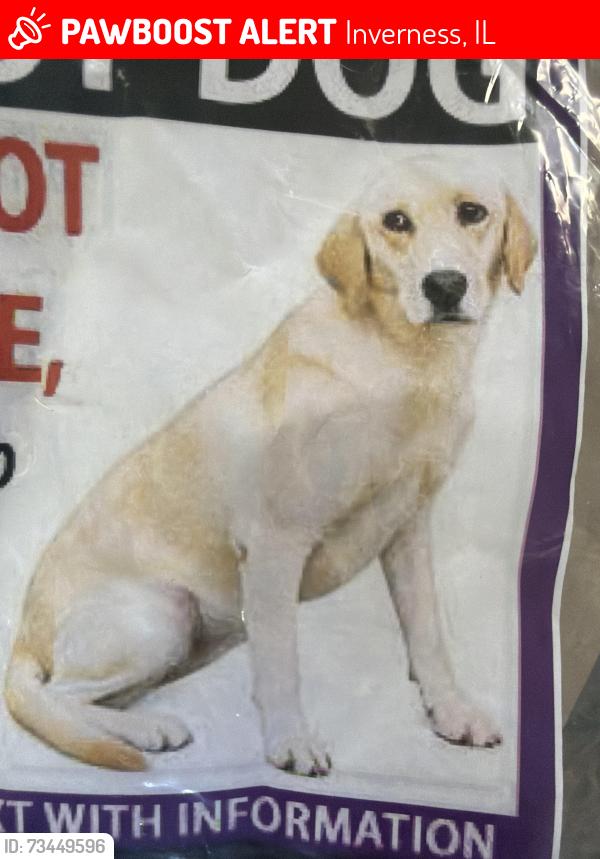 Lost Female Dog last seen Near cheviot dr 60010, Inverness, IL 60010