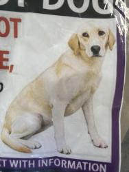 Lost Female Dog last seen Near cheviot dr 60010, Inverness, IL 60010