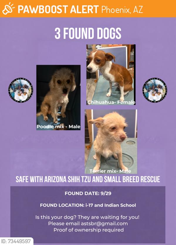 Found/Stray Unknown Dog last seen i-17 and indian school, Phoenix, AZ 85018
