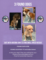 Found/Stray Unknown Dog last seen i-17 and indian school, Phoenix, AZ 85018
