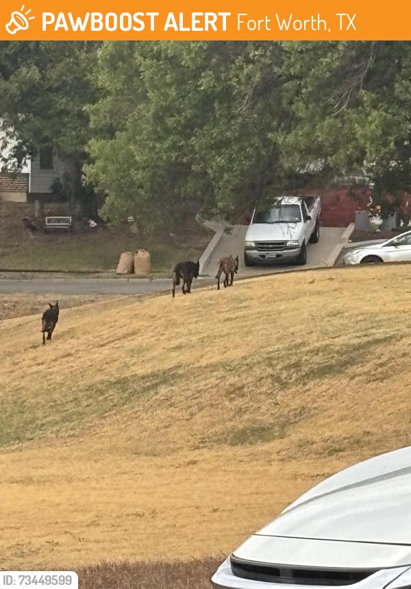 Found/Stray Unknown Dog last seen W Fuller and Stadium Drive - Kellis Park, Fort Worth, TX 76133