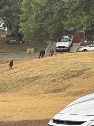 Found/Stray Unknown Dog last seen W Fuller and Stadium Drive - Kellis Park, Fort Worth, TX 76133