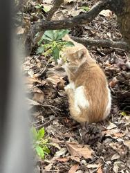 Found/Stray Unknown Cat last seen Rt74 and Andover, Dover, PA 17315