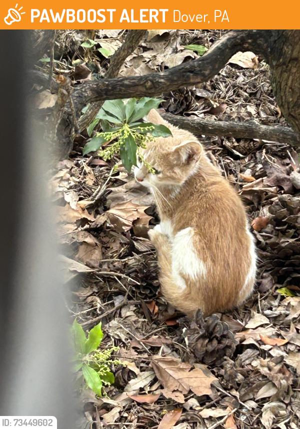 Found/Stray Unknown Cat last seen Rt74 and Andover, Dover, PA 17315