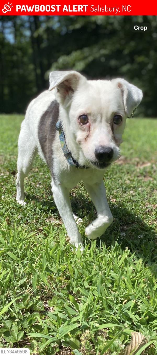 Lost Female Dog last seen Potneck Rd, Foxwood Ln, Hwy 601, Salisbury, NC 28147