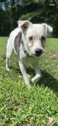 Lost Female Dog last seen Potneck Rd, Foxwood Ln, Hwy 601, Salisbury, NC 28147