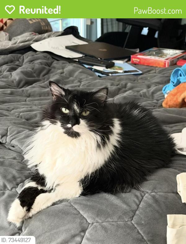 Reunited Female Cat last seen Corner of Knollwood and habersham, Atlanta, GA 30301