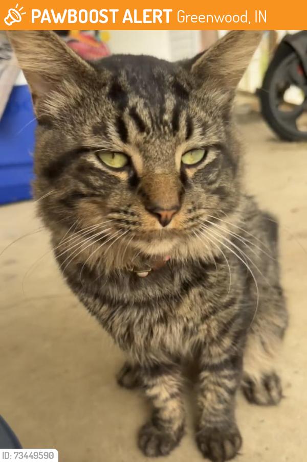 Found/Stray Male Cat last seen Meridian and main st. Greenwood indiana, Greenwood, IN 46143