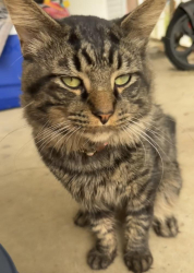 Found/Stray Male Cat last seen Meridian and main st. Greenwood indiana, Greenwood, IN 46143