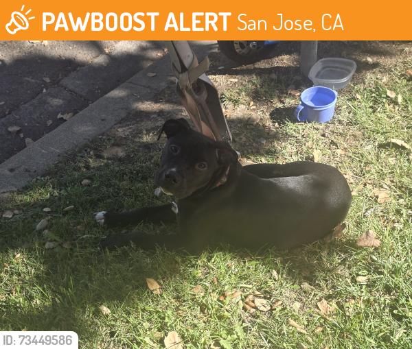 Found/Stray Female Dog last seen Reed. Lowell elementary, San Jose, CA 95112