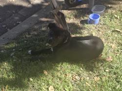 Found/Stray Female Dog last seen Reed. Lowell elementary, San Jose, CA 95112