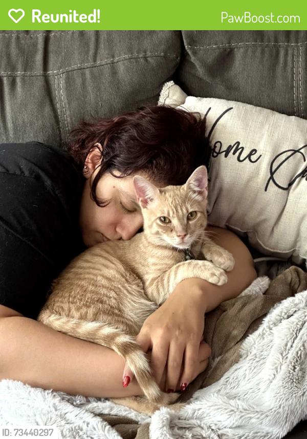 Reunited Male Cat last seen Village at the Park, Camarillo, CA 93012