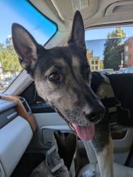 Found/Stray Female Dog last seen West burnside, Portland, OR 97207