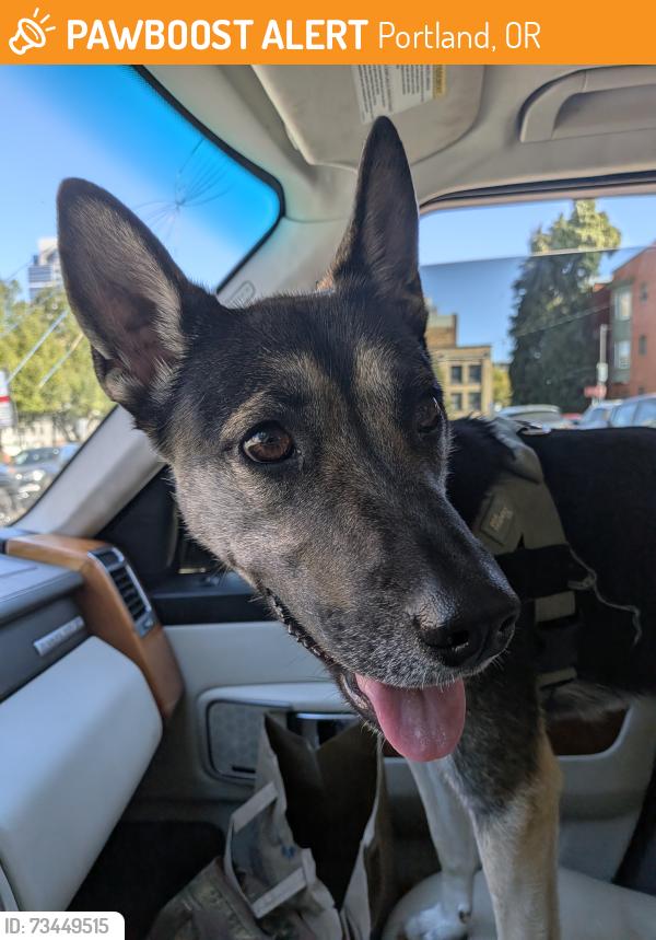 Found/Stray Female Dog last seen West burnside, Portland, OR 97207