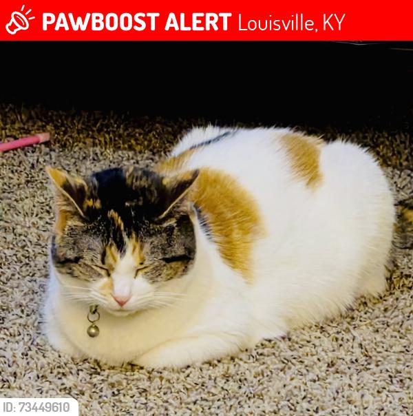 Lost Female Cat last seen Old shepherdsville rd, Louisville, KY 40219