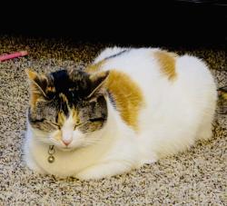 Lost Female Cat last seen Old shepherdsville rd, Louisville, KY 40219