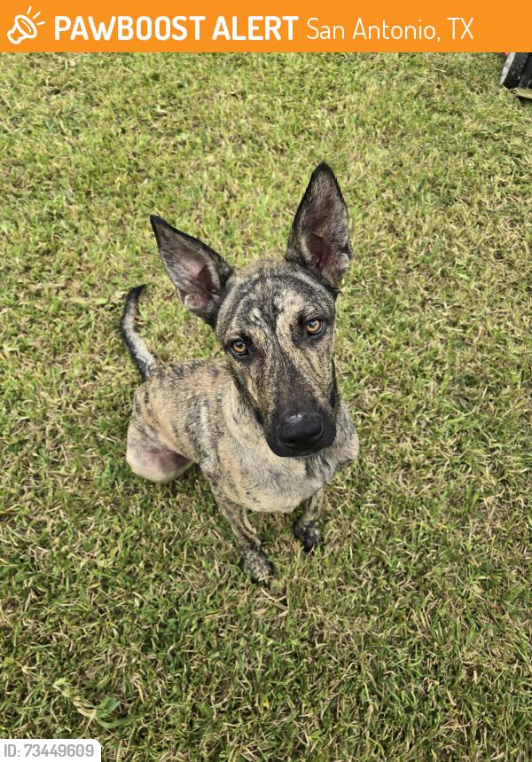 Found/Stray Male Dog last seen Castle Glade Dr, San Antonio, TX 78218