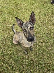 Found/Stray Male Dog last seen Castle Glade Dr, San Antonio, TX 78218