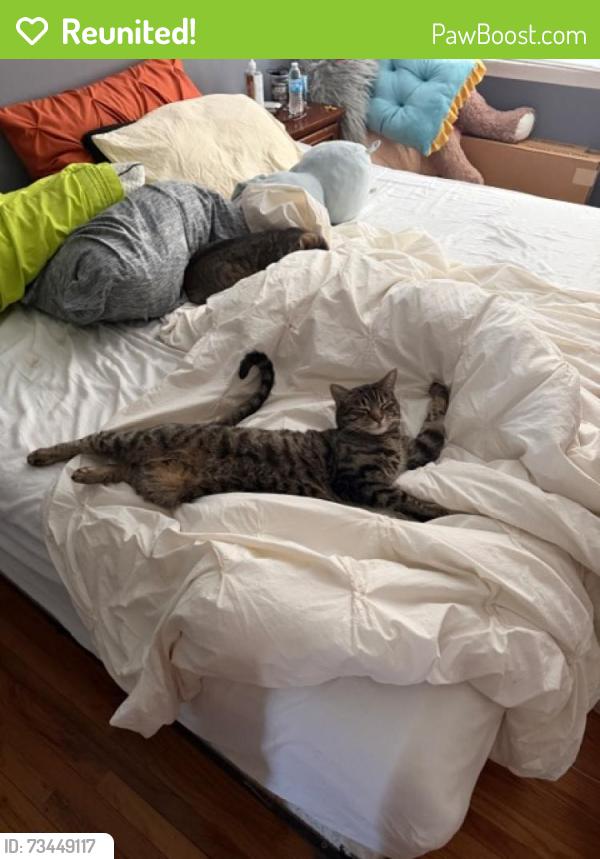 Reunited Female Cat last seen Basile Road, Philadelphia, PA 19154, Philadelphia, PA 19154